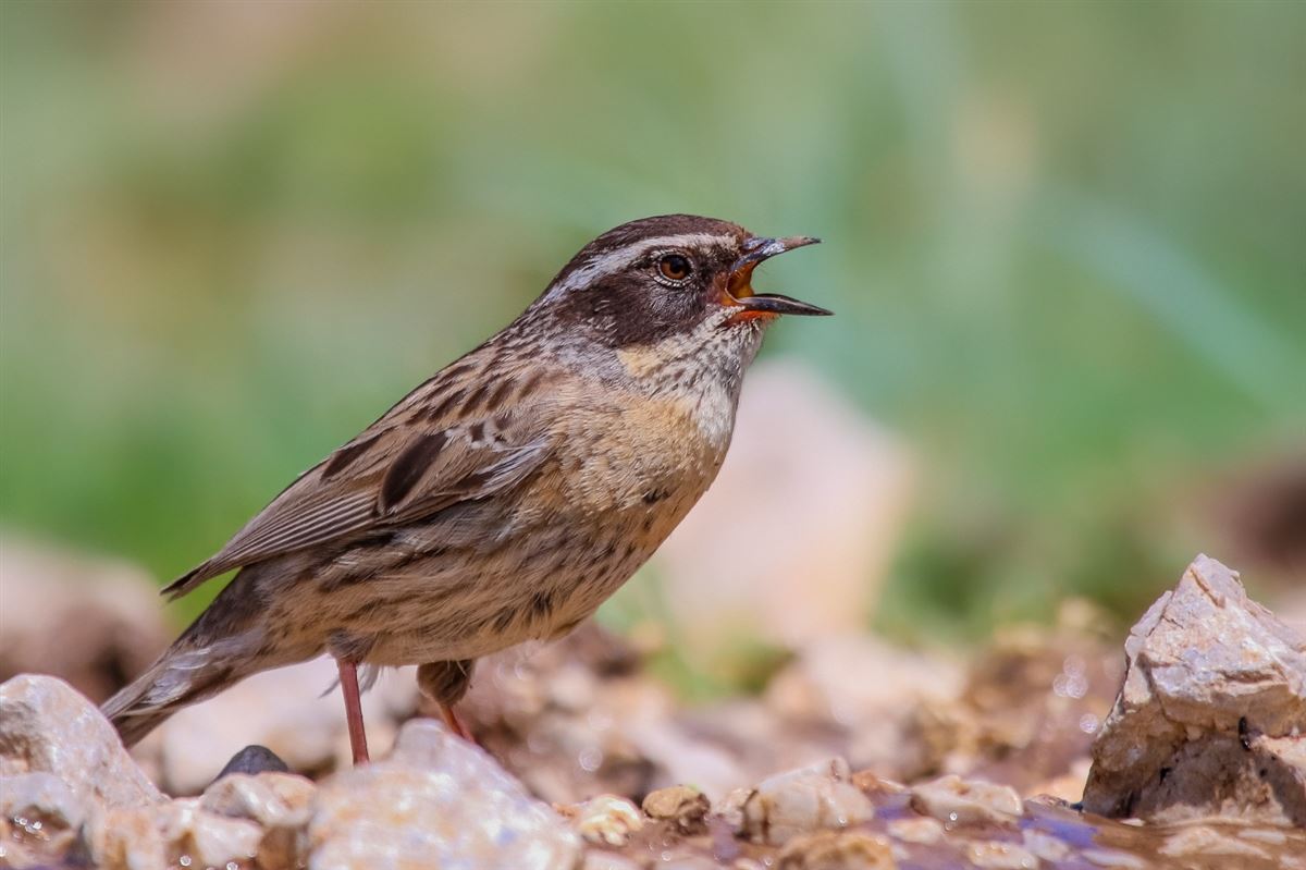 Radde`s Accentor