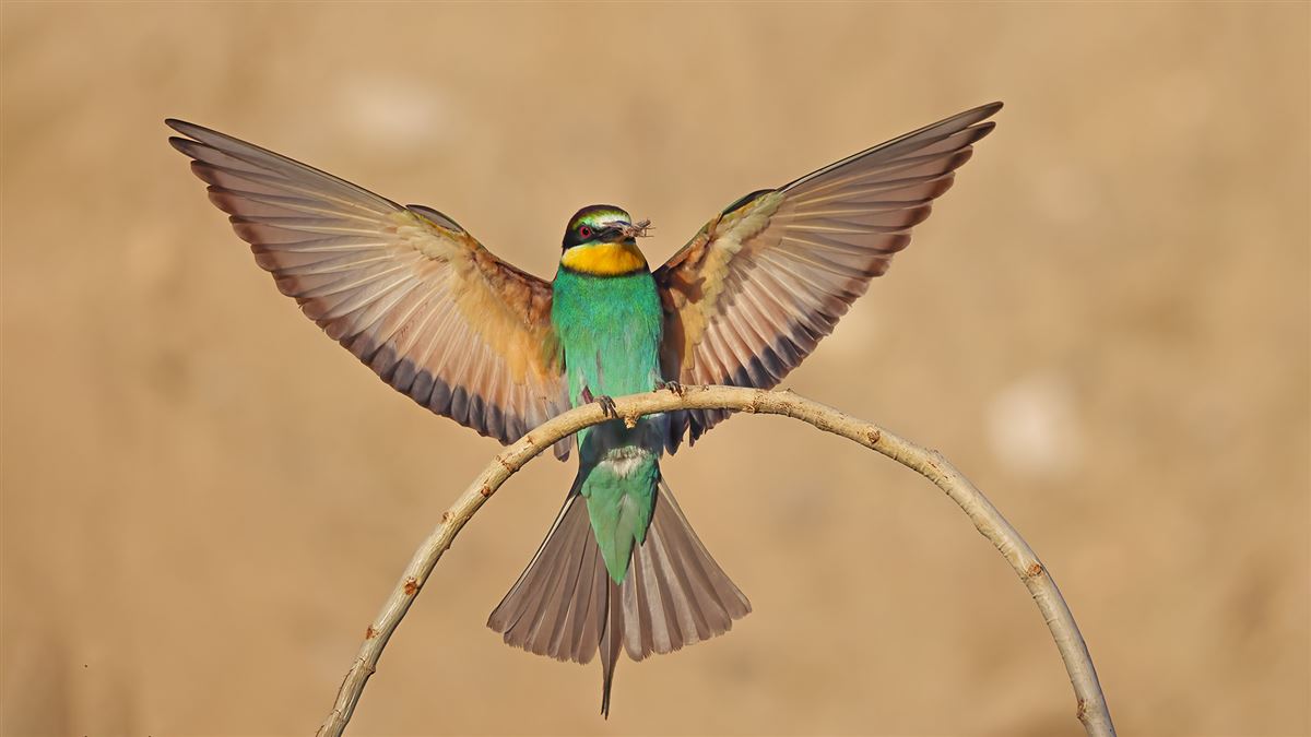 European Bee-eater