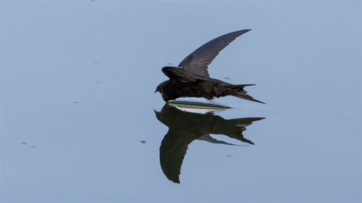 Common Swift