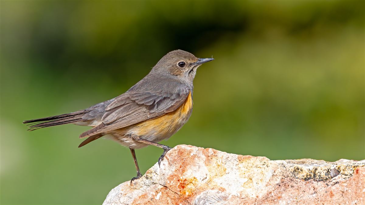 White-throated Robin