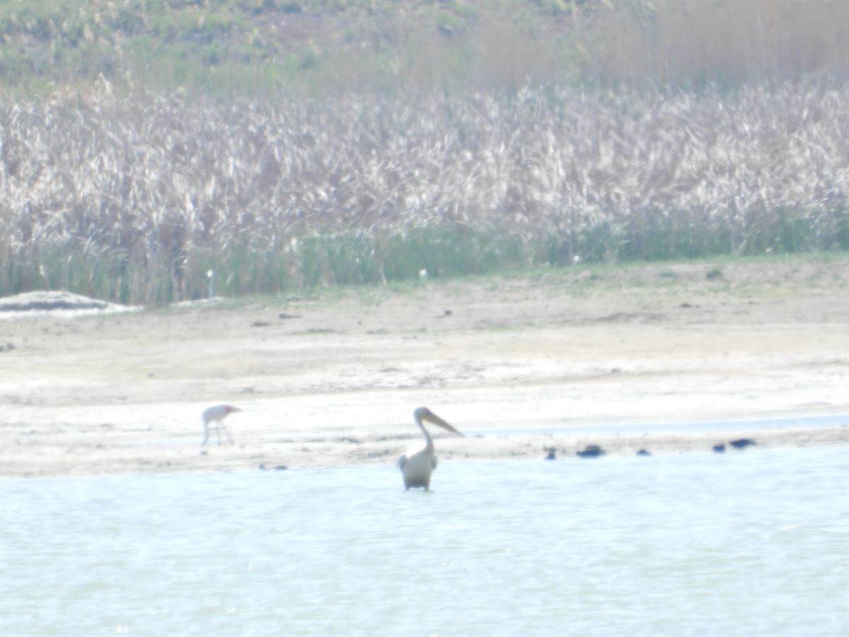 Great White Pelican