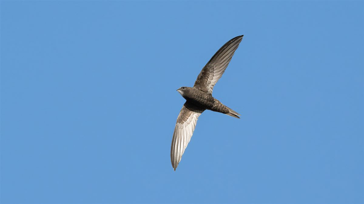 Common Swift