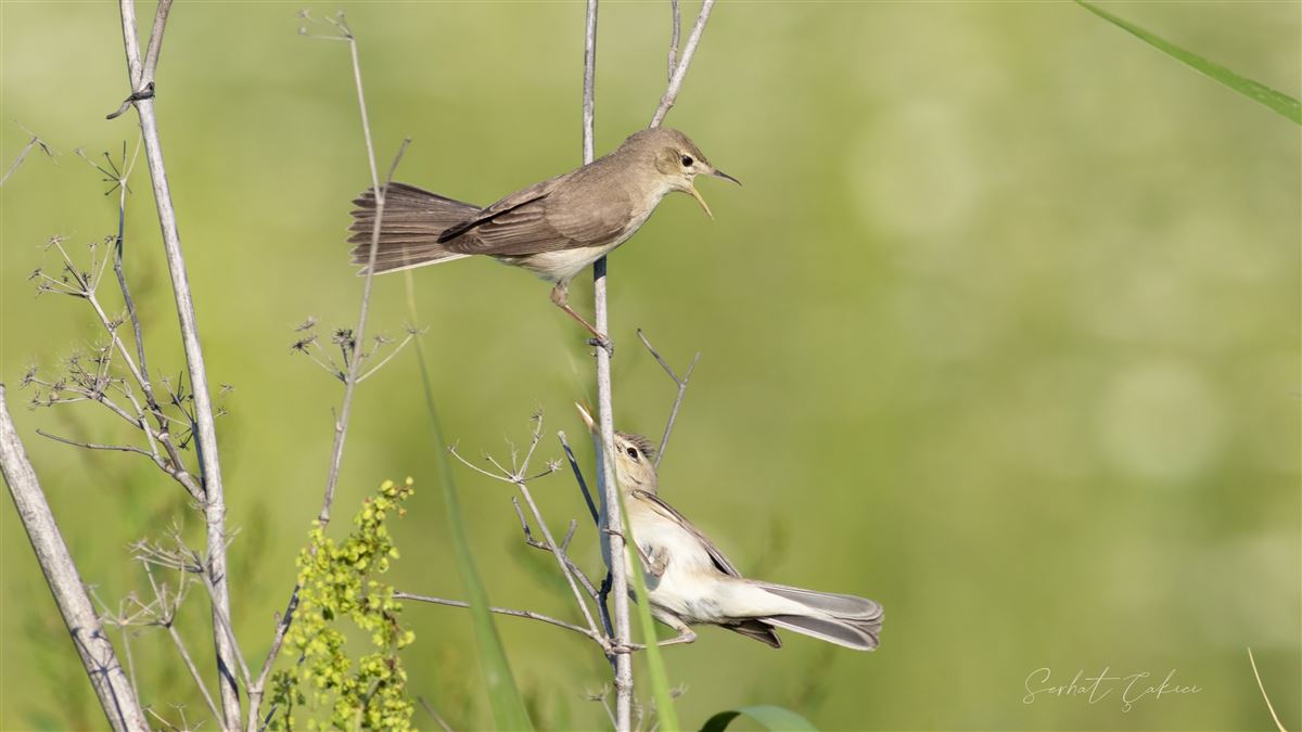 Eastern Olivaceous Warbler