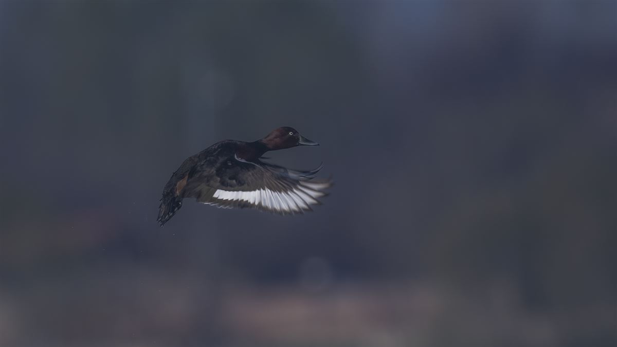 Ferruginous Duck
