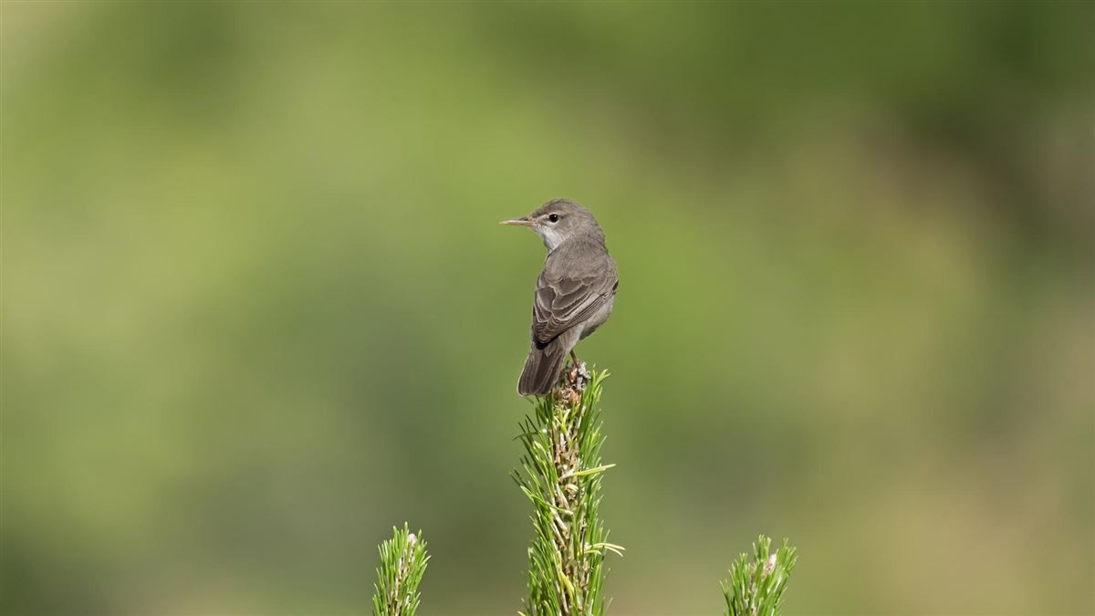 Upcher`s Warbler