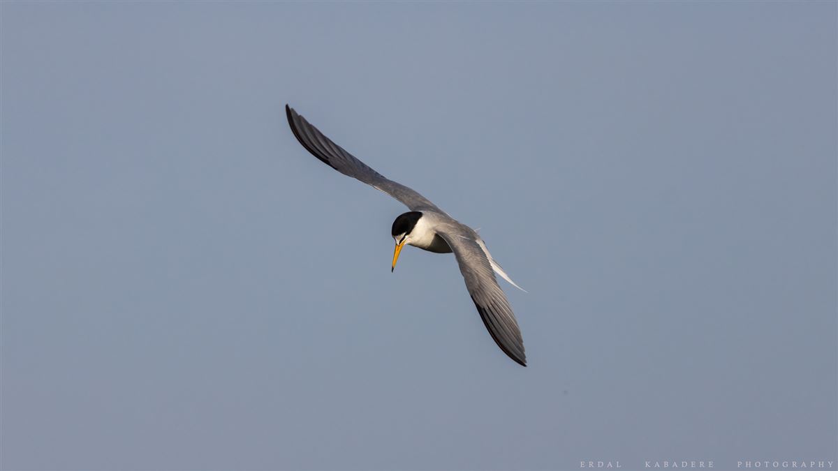 Little Tern