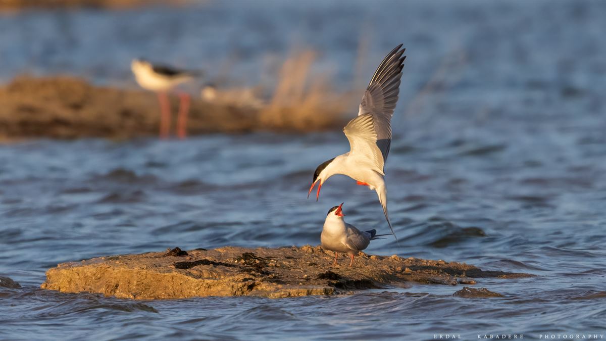 Common Tern