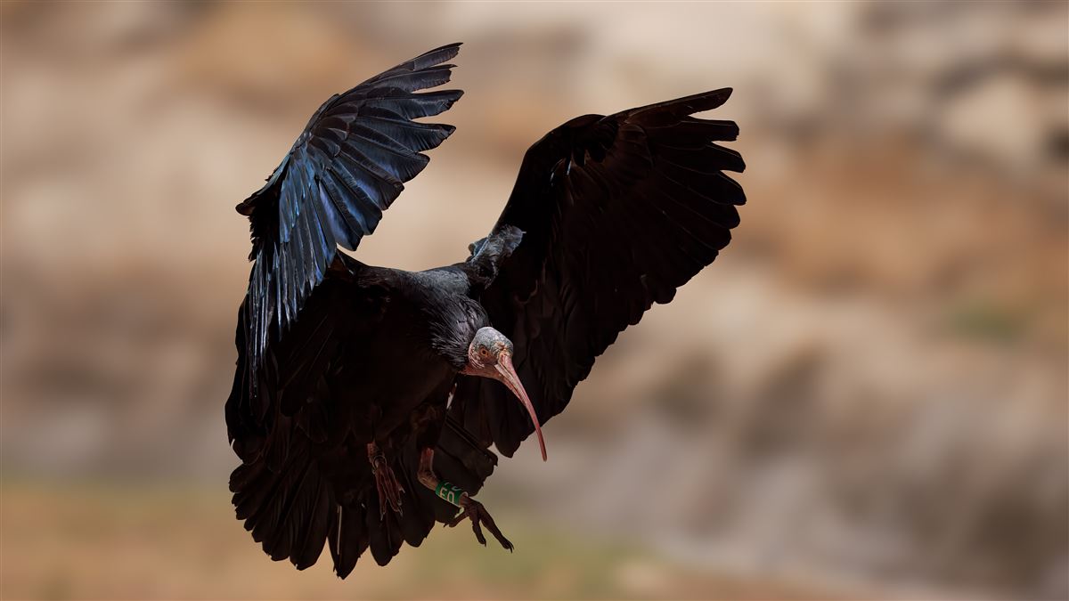 Northern Bald Ibis