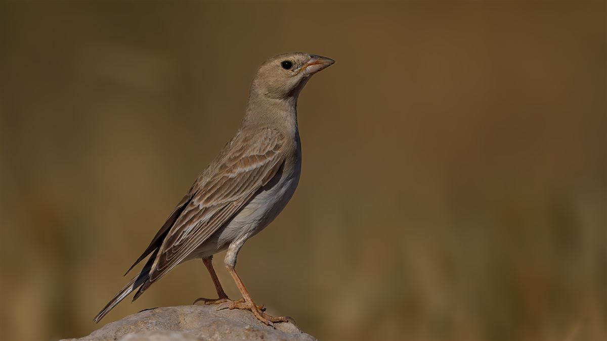 Pale Rockfinch