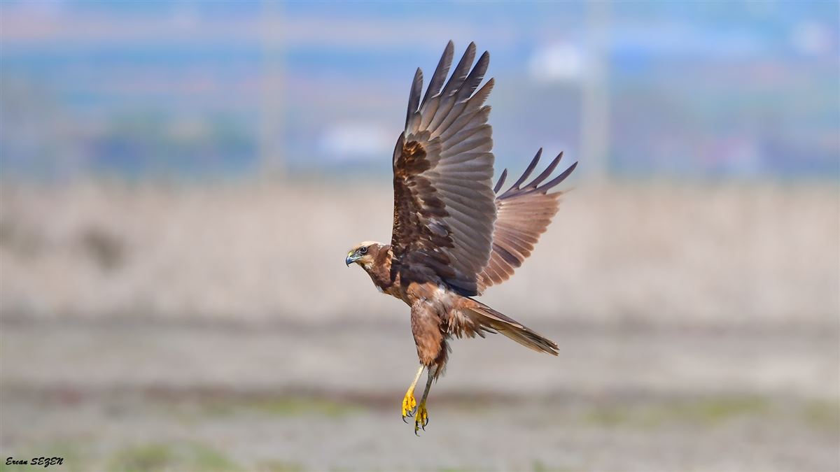 Western Marsh Harrier