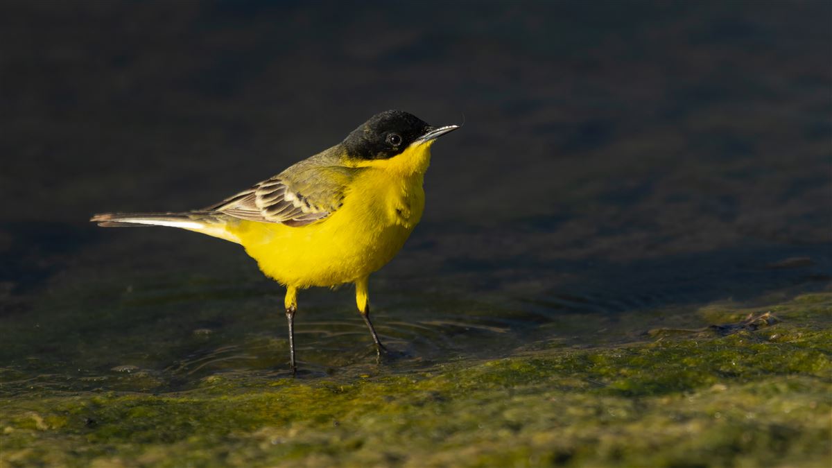 Western Yellow Wagtail