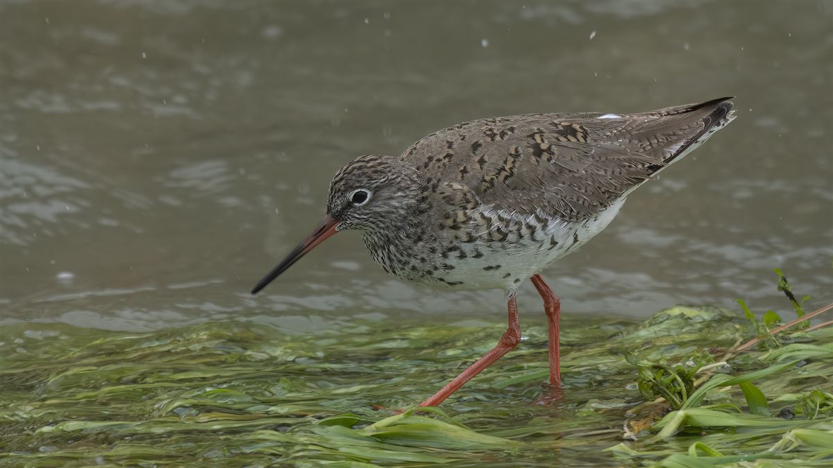 Common Redshank