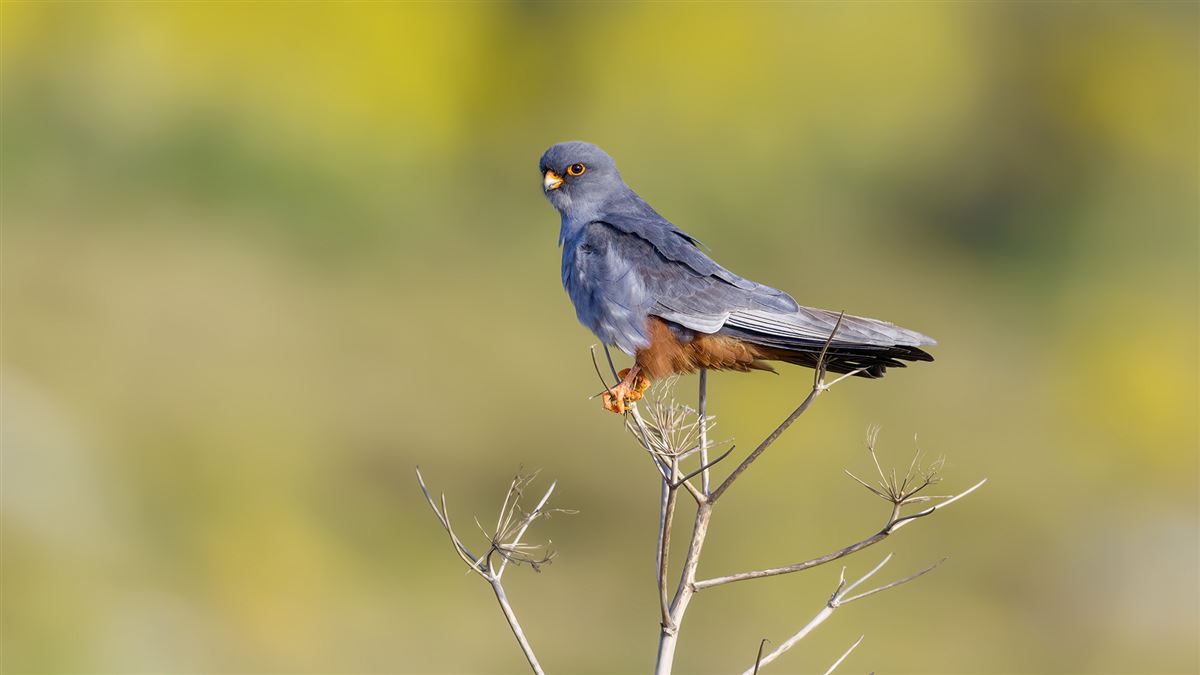 Red-footed Falcon