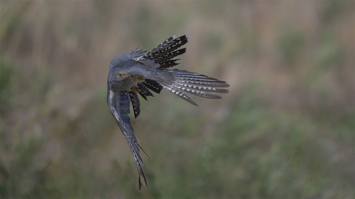 Common Cuckoo
