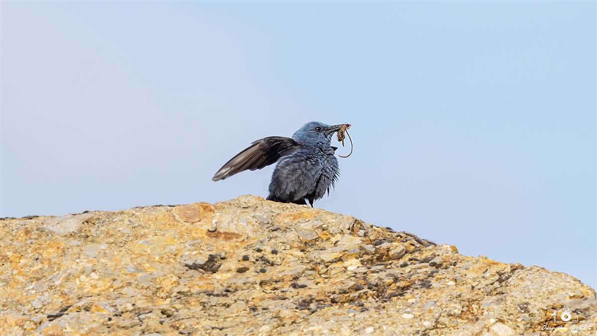 Blue Rock Thrush
