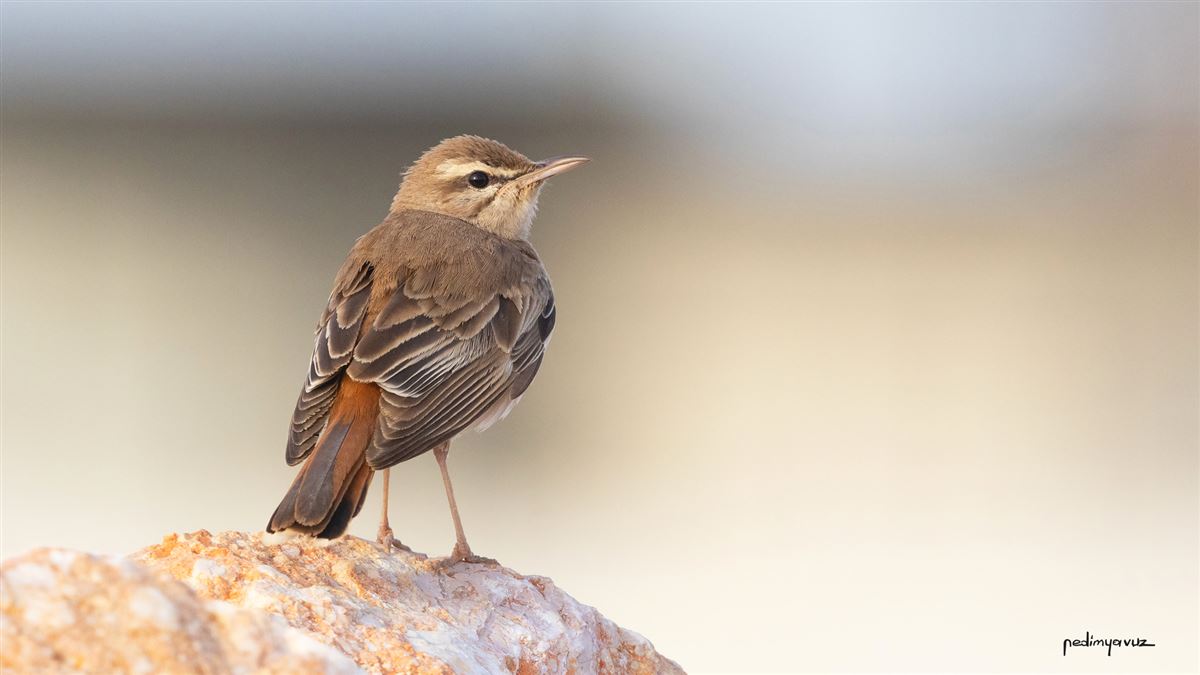 Rufous-tailed Scrub Robin