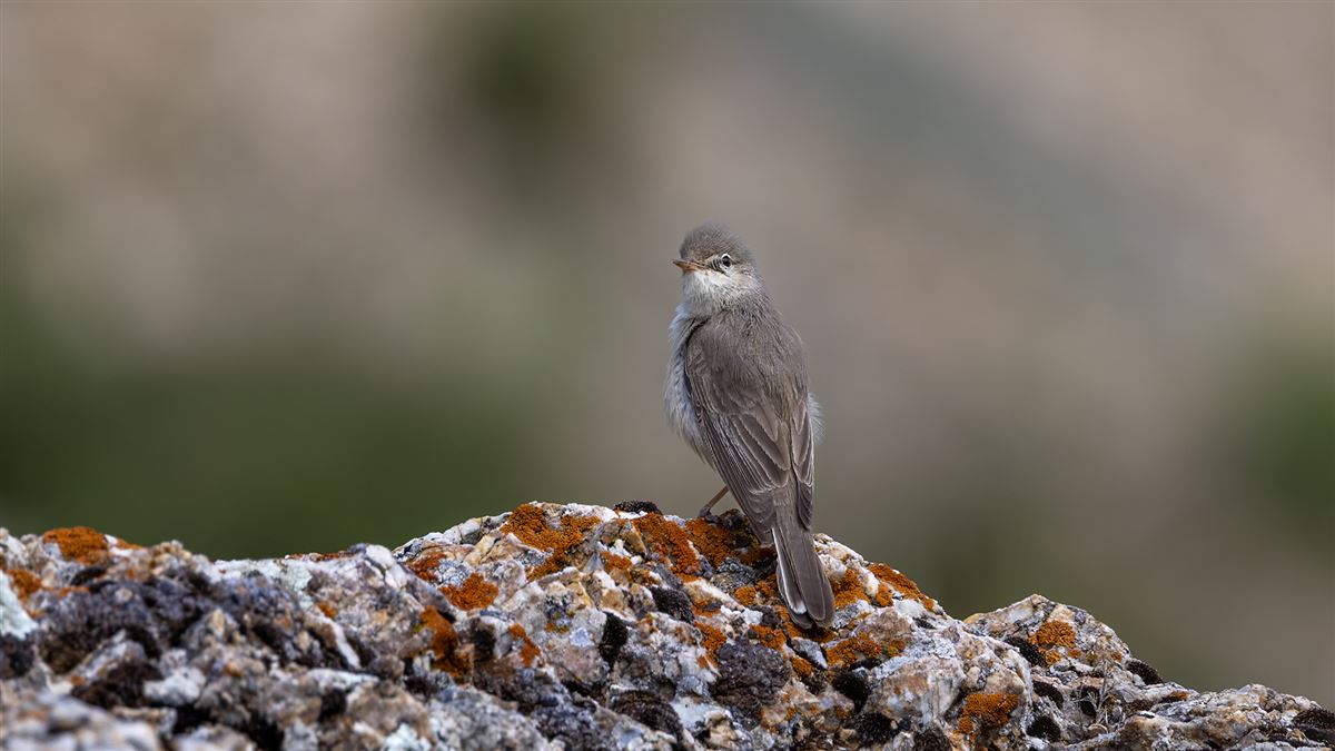 Upcher`s Warbler