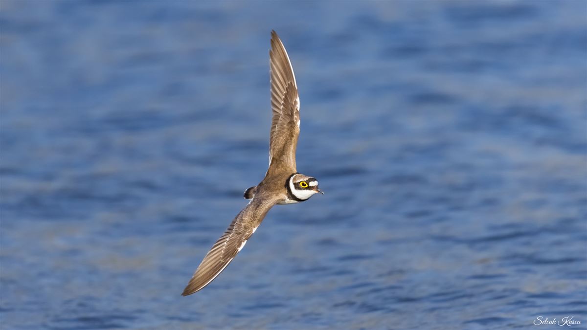 Little Ringed Plover