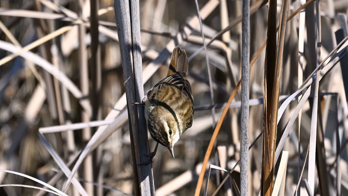 Sedge Warbler