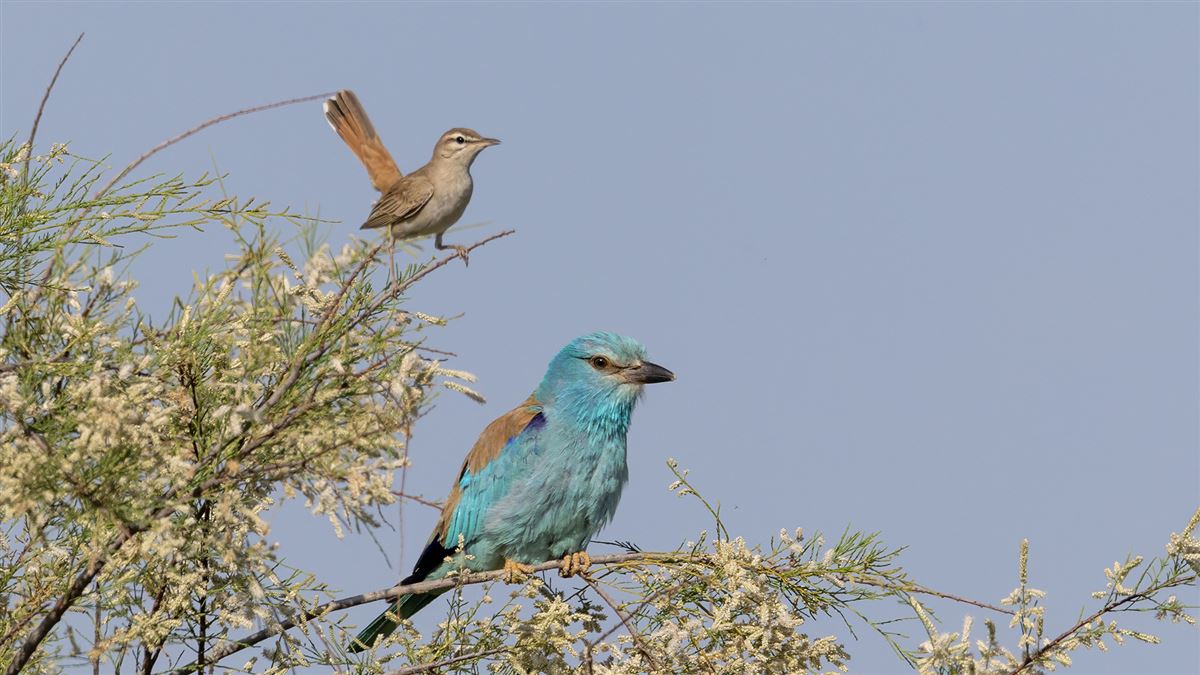 Rufous-tailed Scrub Robin