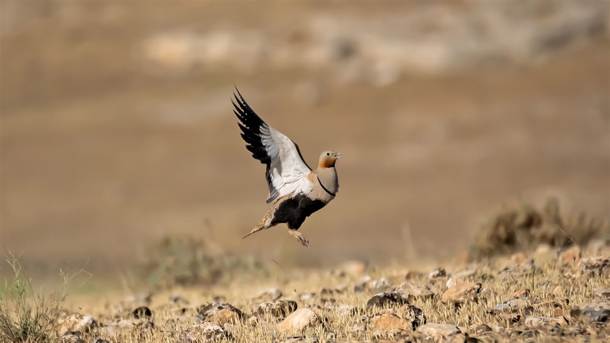 Black-bellied Sandgrouse