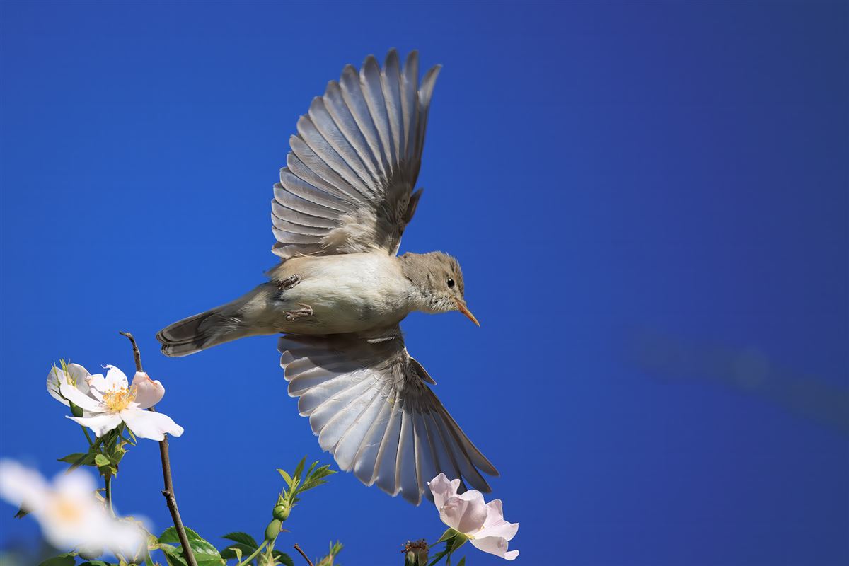 Upcher`s Warbler