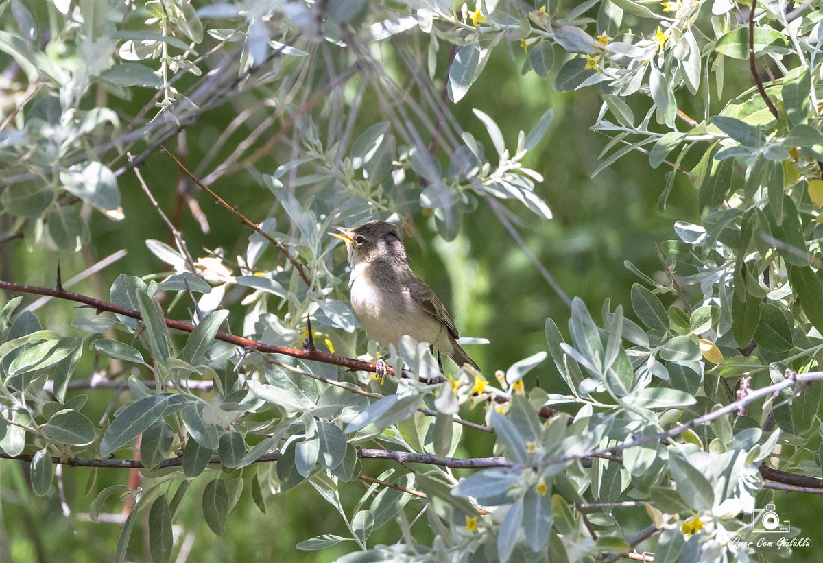 Eastern Olivaceous Warbler