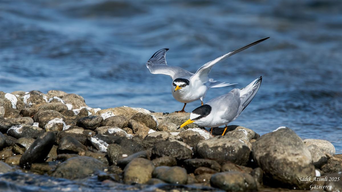 Little Tern