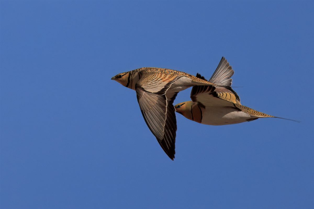 Pin-tailed Sandgrouse