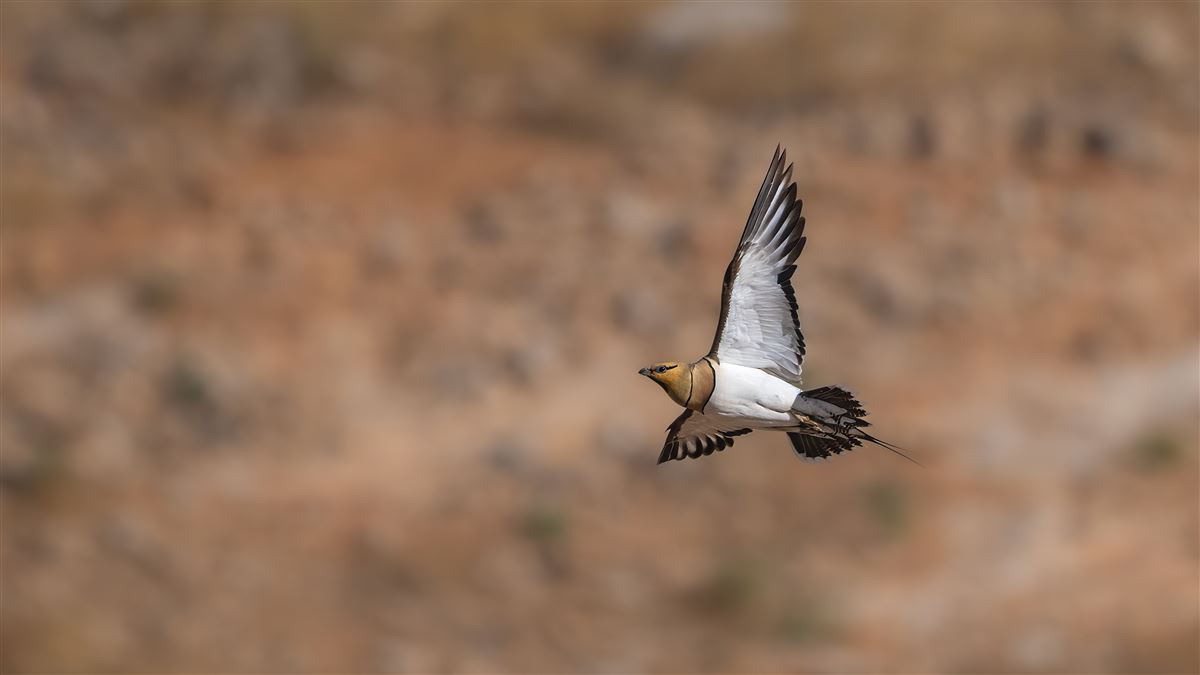 Pin-tailed Sandgrouse
