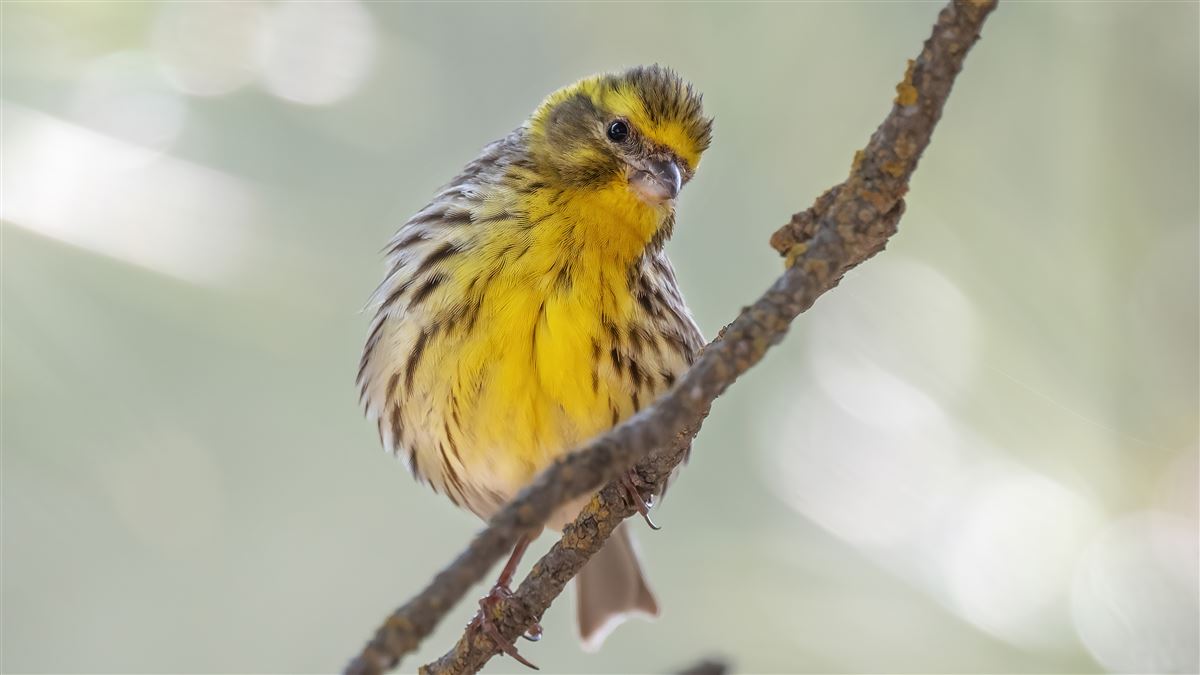 European Serin