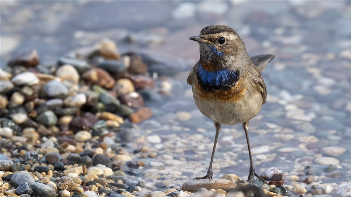 Bluethroat