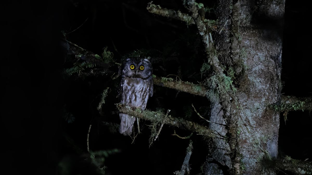 Boreal Owl