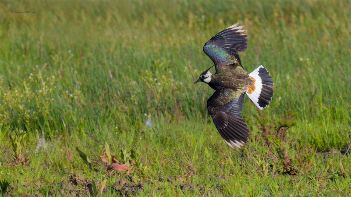 Northern Lapwing