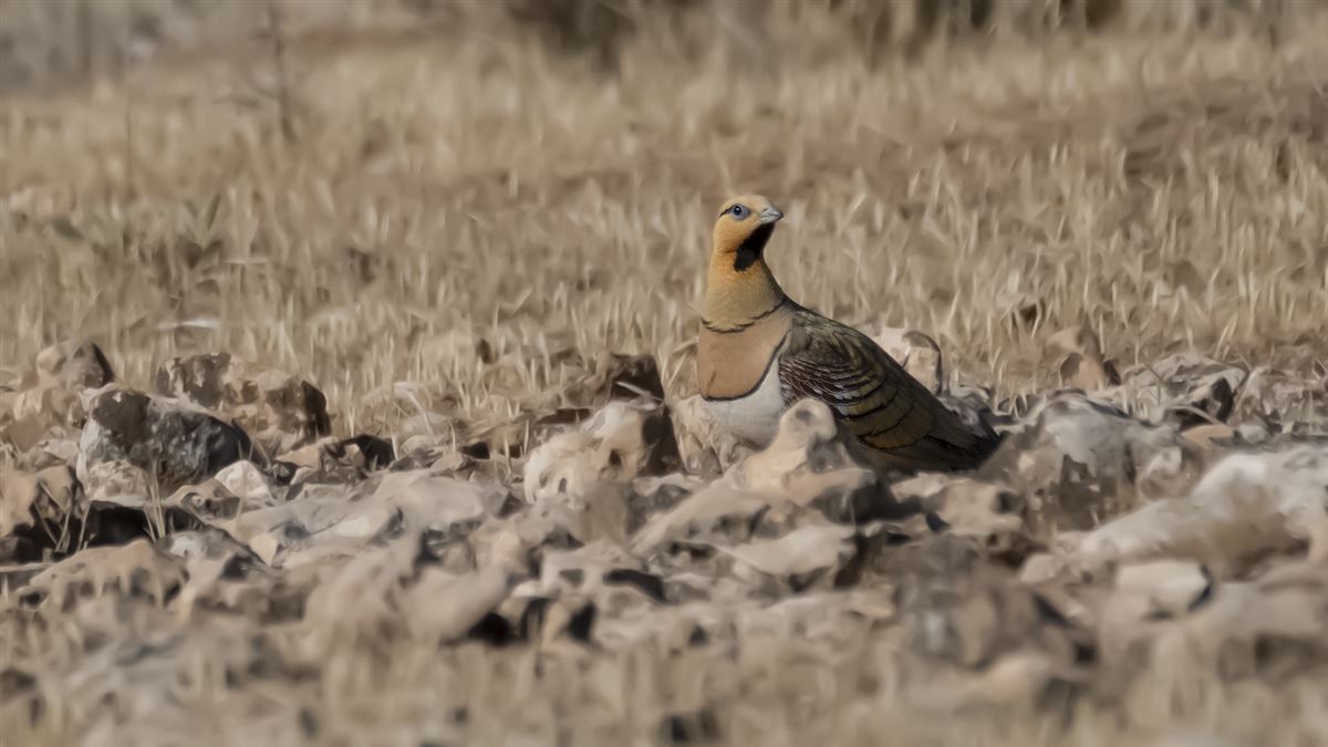 Pin-tailed Sandgrouse