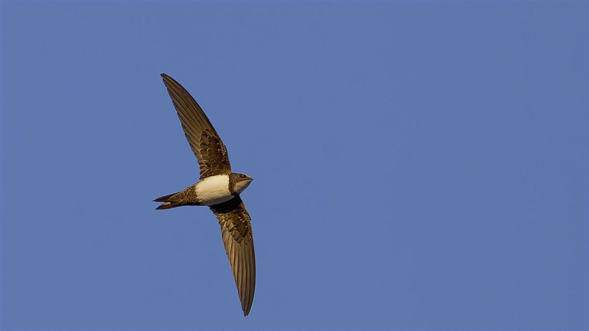 Alpine Swift