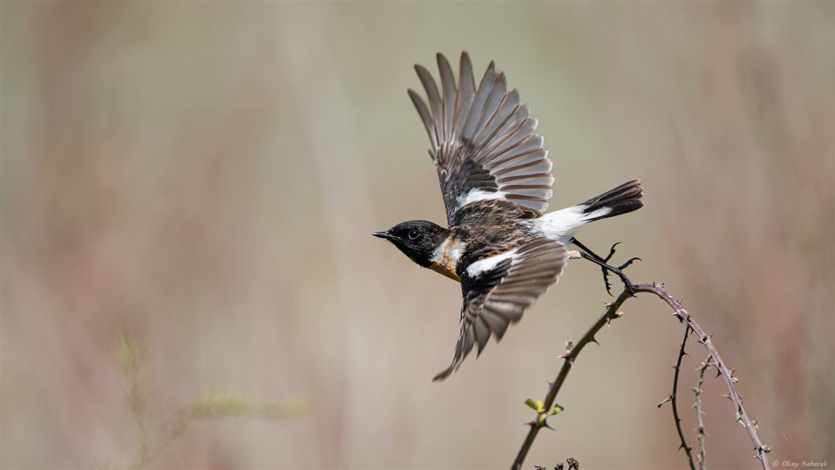 Siberian Stonechat