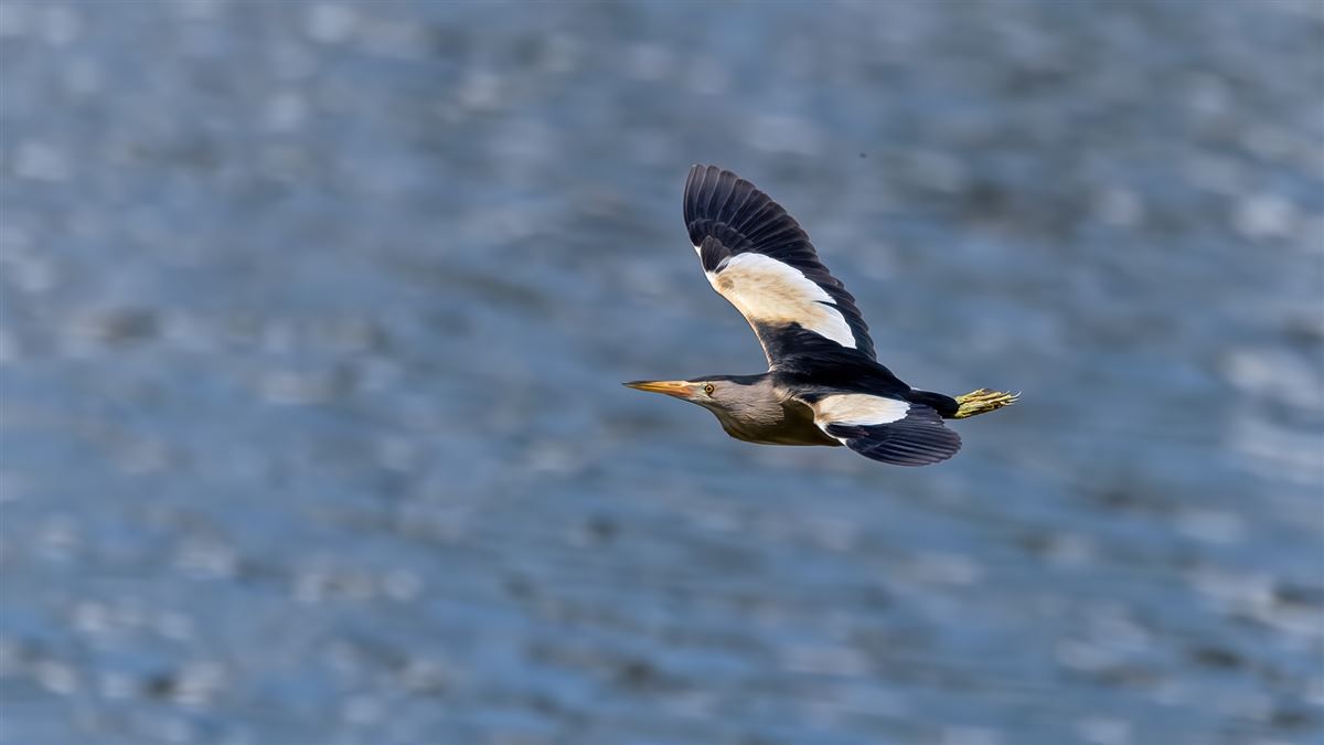 Little Bittern