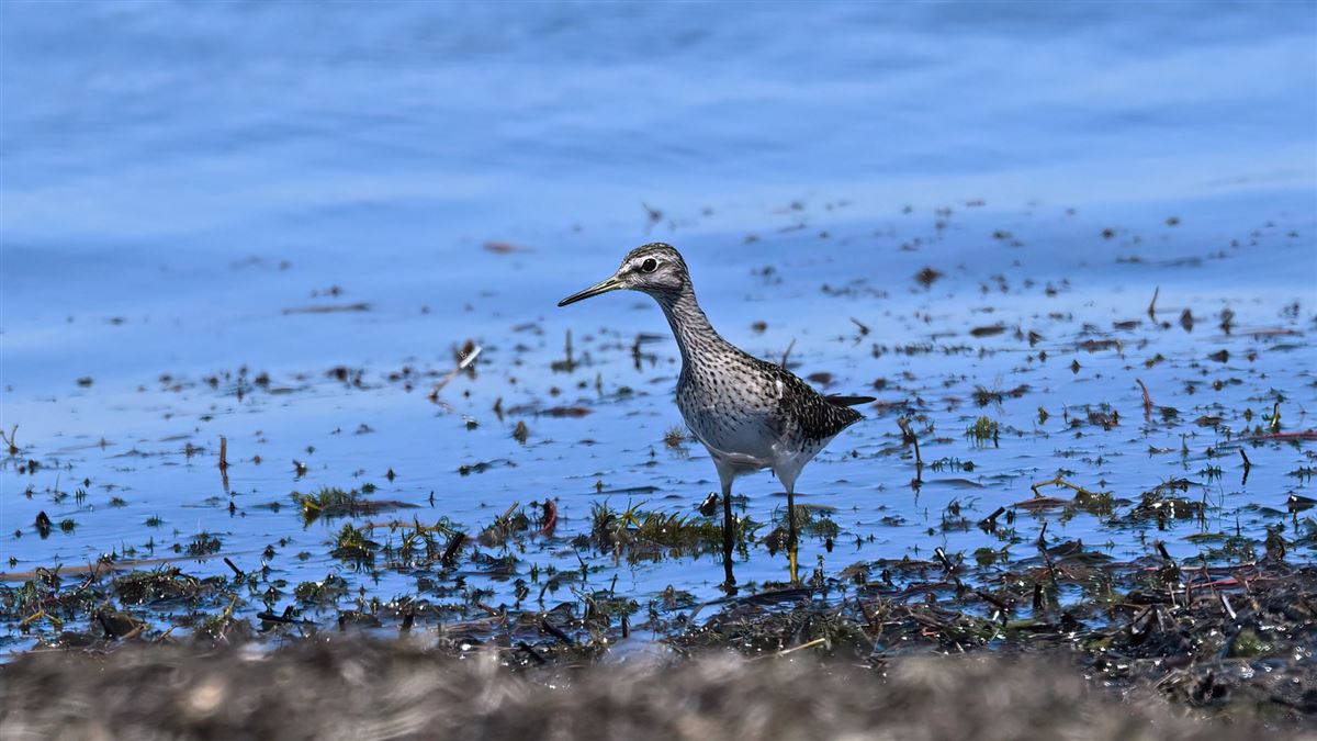 Wood Sandpiper