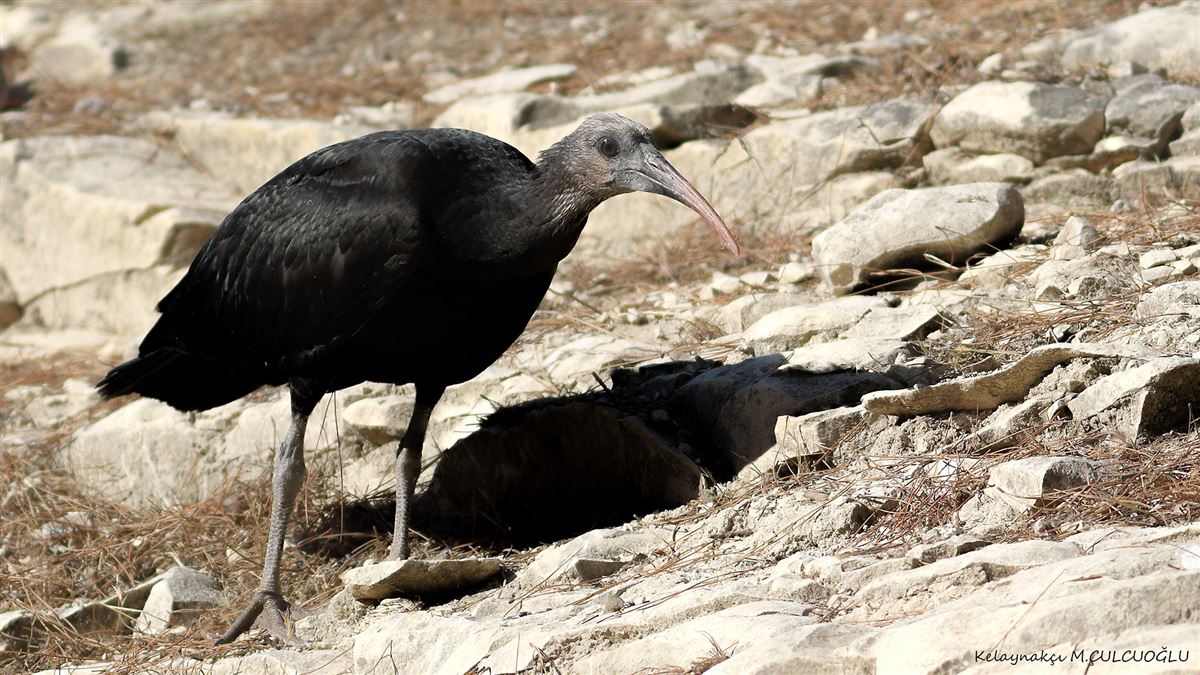 Northern Bald Ibis