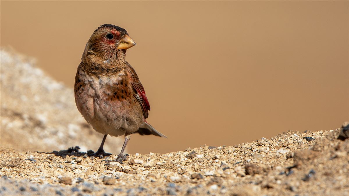 Crimson-winged Finch