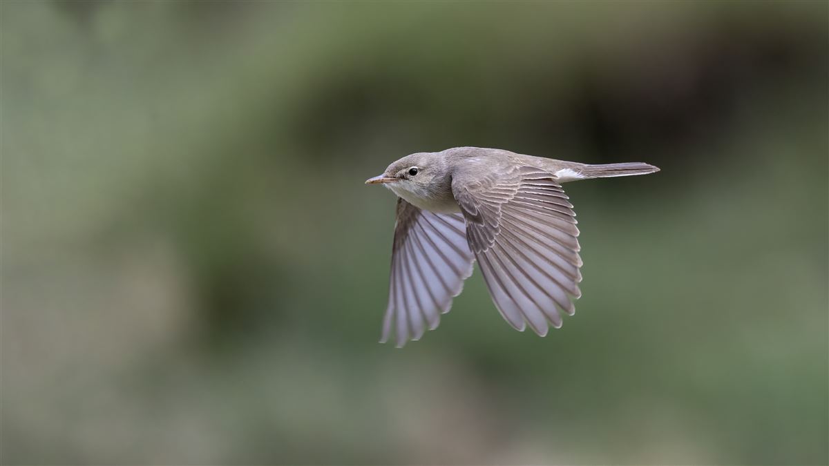 Upcher`s Warbler