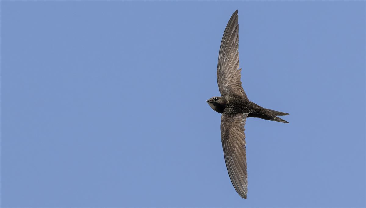 Common Swift
