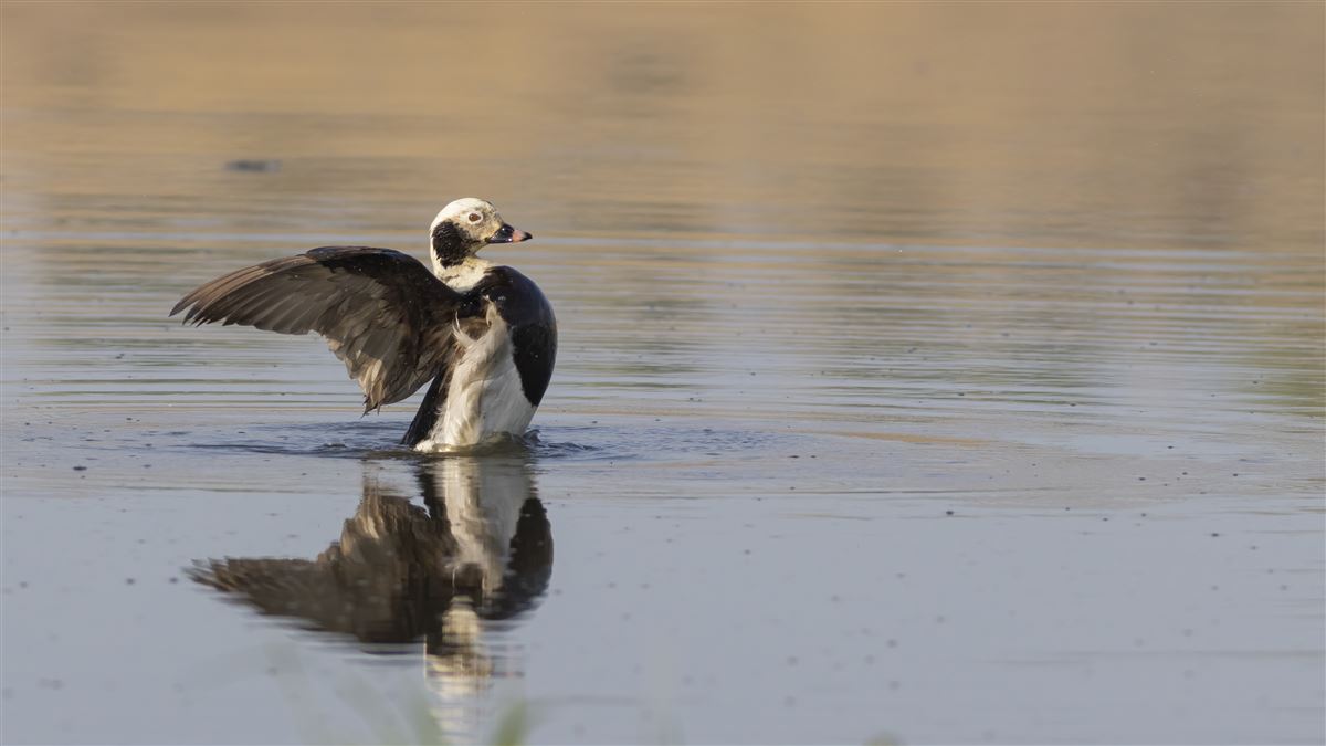 Long-tailed Duck