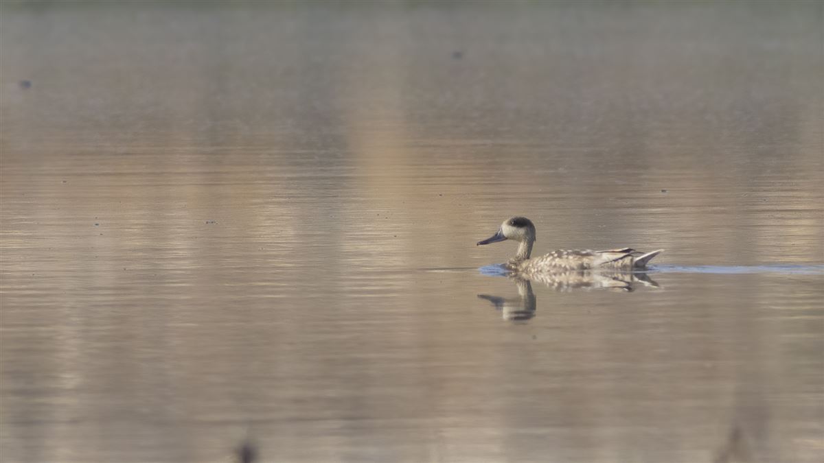 Marbled Duck