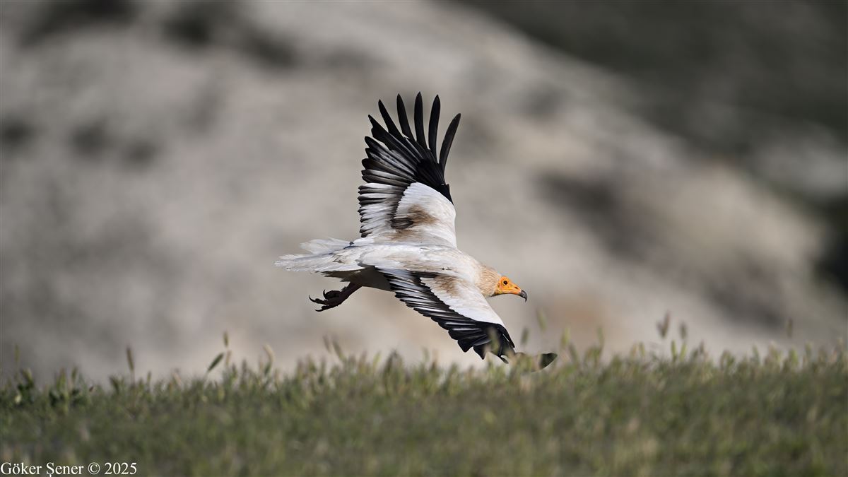 Egyptian Vulture