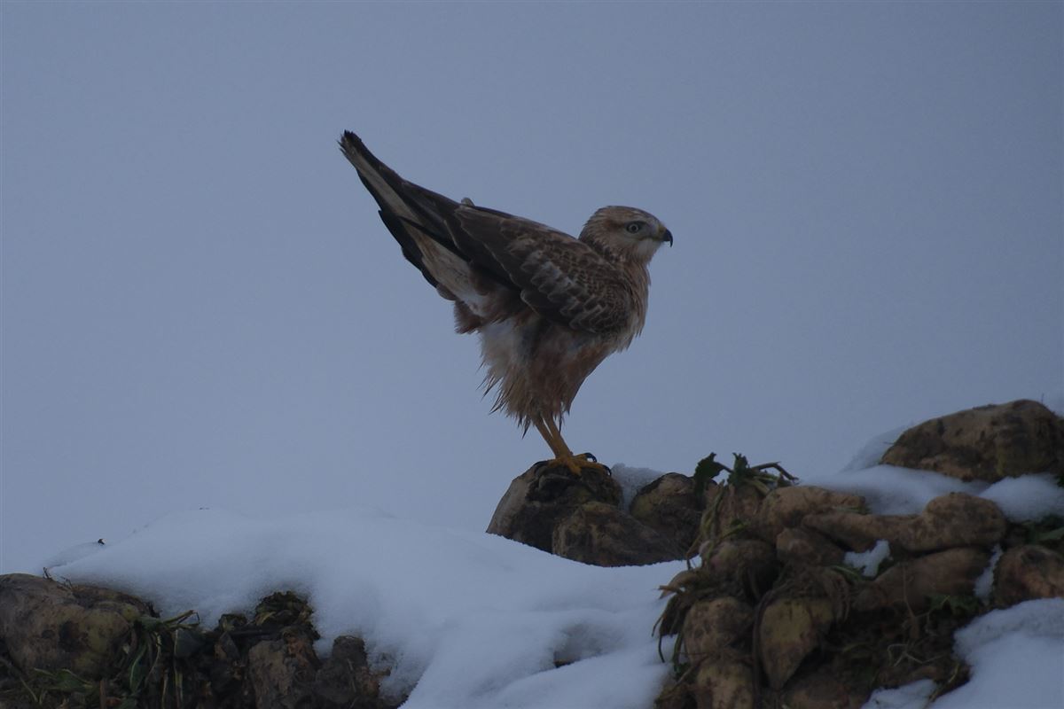 Long-legged Buzzard