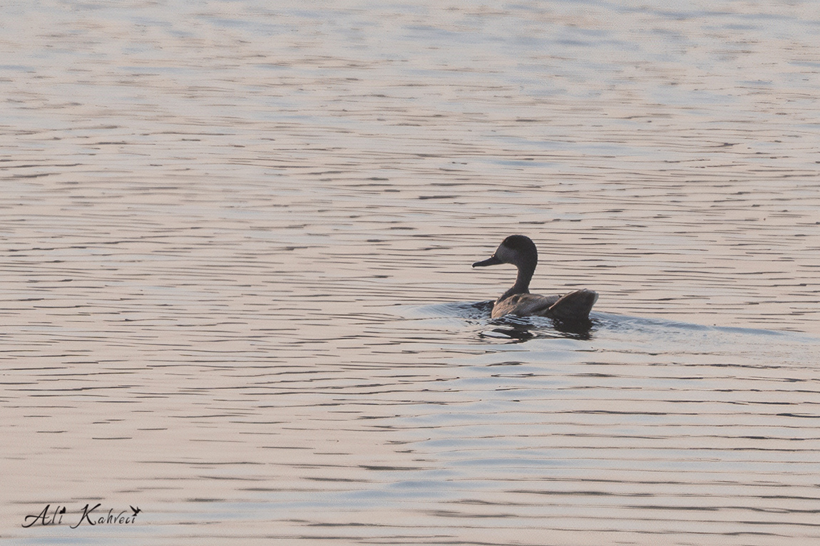 Marbled Duck