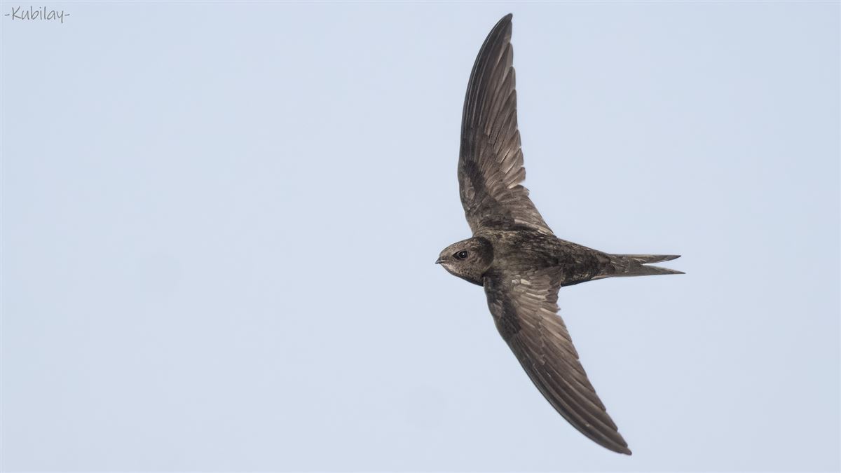 Common Swift