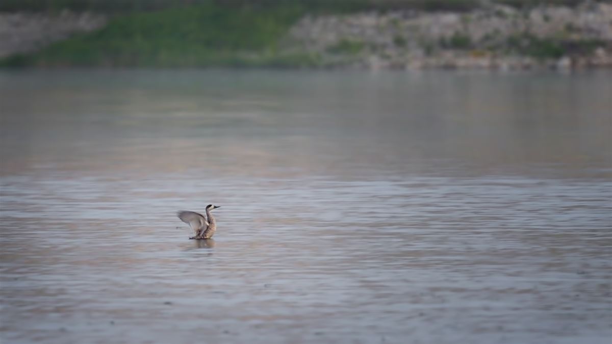 Marbled Duck